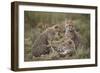 Cheetah (Acinonyx Jubatus) Cubs, Serengeti National Park, Tanzania, East Africa, Africa-James Hager-Framed Photographic Print