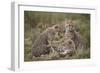 Cheetah (Acinonyx Jubatus) Cubs, Serengeti National Park, Tanzania, East Africa, Africa-James Hager-Framed Photographic Print