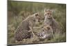 Cheetah (Acinonyx Jubatus) Cubs, Serengeti National Park, Tanzania, East Africa, Africa-James Hager-Mounted Photographic Print