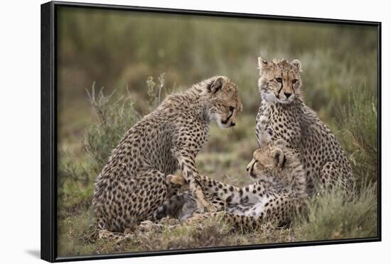 Cheetah (Acinonyx Jubatus) Cubs, Serengeti National Park, Tanzania, East Africa, Africa-James Hager-Framed Photographic Print