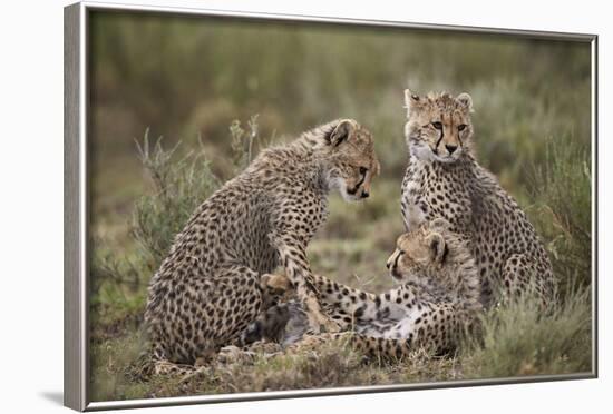 Cheetah (Acinonyx Jubatus) Cubs, Serengeti National Park, Tanzania, East Africa, Africa-James Hager-Framed Photographic Print