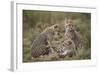 Cheetah (Acinonyx Jubatus) Cubs, Serengeti National Park, Tanzania, East Africa, Africa-James Hager-Framed Photographic Print