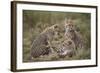 Cheetah (Acinonyx Jubatus) Cubs, Serengeti National Park, Tanzania, East Africa, Africa-James Hager-Framed Photographic Print