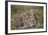 Cheetah (Acinonyx Jubatus) Cubs, Serengeti National Park, Tanzania, East Africa, Africa-James Hager-Framed Photographic Print