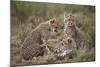 Cheetah (Acinonyx Jubatus) Cubs, Serengeti National Park, Tanzania, East Africa, Africa-James Hager-Mounted Photographic Print