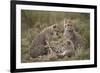 Cheetah (Acinonyx Jubatus) Cubs, Serengeti National Park, Tanzania, East Africa, Africa-James Hager-Framed Photographic Print