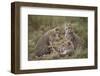 Cheetah (Acinonyx Jubatus) Cubs, Serengeti National Park, Tanzania, East Africa, Africa-James Hager-Framed Photographic Print