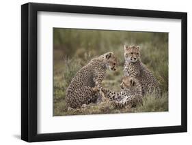 Cheetah (Acinonyx Jubatus) Cubs, Serengeti National Park, Tanzania, East Africa, Africa-James Hager-Framed Photographic Print