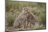 Cheetah (Acinonyx Jubatus) Cubs, Serengeti National Park, Tanzania, East Africa, Africa-James Hager-Mounted Photographic Print