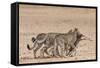 Cheetah (Acinonyx Jubatus) Dragging Baby Common Wildebeest Kill (Connochaetes Taurinus) to Cover-Ann and Steve Toon-Framed Stretched Canvas