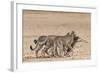 Cheetah (Acinonyx Jubatus) Dragging Baby Common Wildebeest Kill (Connochaetes Taurinus) to Cover-Ann and Steve Toon-Framed Photographic Print