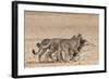 Cheetah (Acinonyx Jubatus) Dragging Baby Common Wildebeest Kill (Connochaetes Taurinus) to Cover-Ann and Steve Toon-Framed Photographic Print