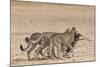 Cheetah (Acinonyx Jubatus) Dragging Baby Common Wildebeest Kill (Connochaetes Taurinus) to Cover-Ann and Steve Toon-Mounted Photographic Print