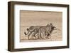 Cheetah (Acinonyx Jubatus) Dragging Baby Common Wildebeest Kill (Connochaetes Taurinus) to Cover-Ann and Steve Toon-Framed Photographic Print