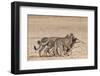 Cheetah (Acinonyx Jubatus) Dragging Baby Common Wildebeest Kill (Connochaetes Taurinus) to Cover-Ann and Steve Toon-Framed Photographic Print