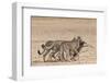 Cheetah (Acinonyx Jubatus) Dragging Baby Common Wildebeest Kill (Connochaetes Taurinus) to Cover-Ann and Steve Toon-Framed Photographic Print