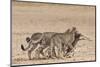 Cheetah (Acinonyx Jubatus) Dragging Baby Common Wildebeest Kill (Connochaetes Taurinus) to Cover-Ann and Steve Toon-Mounted Photographic Print