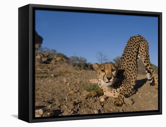 Cheetah, Acinonyx Jubatus, Duesternbrook Private Game Reserve, Windhoek, Namibia, Africa-Thorsten Milse-Framed Stretched Canvas