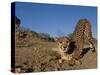 Cheetah, Acinonyx Jubatus, Duesternbrook Private Game Reserve, Windhoek, Namibia, Africa-Thorsten Milse-Stretched Canvas