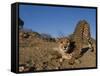 Cheetah, Acinonyx Jubatus, Duesternbrook Private Game Reserve, Windhoek, Namibia, Africa-Thorsten Milse-Framed Stretched Canvas