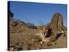 Cheetah, Acinonyx Jubatus, Duesternbrook Private Game Reserve, Windhoek, Namibia, Africa-Thorsten Milse-Stretched Canvas