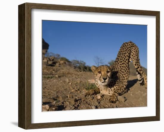 Cheetah, Acinonyx Jubatus, Duesternbrook Private Game Reserve, Windhoek, Namibia, Africa-Thorsten Milse-Framed Photographic Print