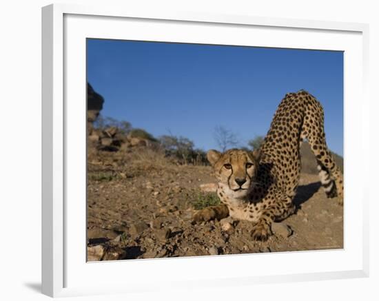 Cheetah, Acinonyx Jubatus, Duesternbrook Private Game Reserve, Windhoek, Namibia, Africa-Thorsten Milse-Framed Photographic Print