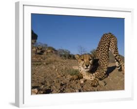 Cheetah, Acinonyx Jubatus, Duesternbrook Private Game Reserve, Windhoek, Namibia, Africa-Thorsten Milse-Framed Photographic Print