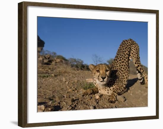 Cheetah, Acinonyx Jubatus, Duesternbrook Private Game Reserve, Windhoek, Namibia, Africa-Thorsten Milse-Framed Photographic Print