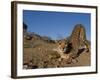 Cheetah, Acinonyx Jubatus, Duesternbrook Private Game Reserve, Windhoek, Namibia, Africa-Thorsten Milse-Framed Photographic Print