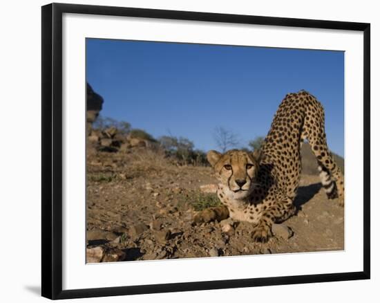 Cheetah, Acinonyx Jubatus, Duesternbrook Private Game Reserve, Windhoek, Namibia, Africa-Thorsten Milse-Framed Photographic Print