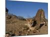Cheetah, Acinonyx Jubatus, Duesternbrook Private Game Reserve, Windhoek, Namibia, Africa-Thorsten Milse-Mounted Photographic Print