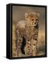 Cheetah, (Acinonyx Jubatus), Duesternbrook Private Game Reserve, Windhoek, Namibia-Thorsten Milse-Framed Stretched Canvas