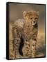 Cheetah, (Acinonyx Jubatus), Duesternbrook Private Game Reserve, Windhoek, Namibia-Thorsten Milse-Framed Stretched Canvas
