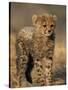 Cheetah, (Acinonyx Jubatus), Duesternbrook Private Game Reserve, Windhoek, Namibia-Thorsten Milse-Stretched Canvas