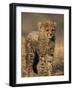 Cheetah, (Acinonyx Jubatus), Duesternbrook Private Game Reserve, Windhoek, Namibia-Thorsten Milse-Framed Photographic Print