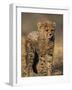 Cheetah, (Acinonyx Jubatus), Duesternbrook Private Game Reserve, Windhoek, Namibia-Thorsten Milse-Framed Photographic Print