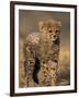 Cheetah, (Acinonyx Jubatus), Duesternbrook Private Game Reserve, Windhoek, Namibia-Thorsten Milse-Framed Photographic Print