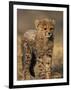 Cheetah, (Acinonyx Jubatus), Duesternbrook Private Game Reserve, Windhoek, Namibia-Thorsten Milse-Framed Photographic Print