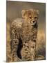 Cheetah, (Acinonyx Jubatus), Duesternbrook Private Game Reserve, Windhoek, Namibia-Thorsten Milse-Mounted Photographic Print