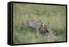 Cheetah (Acinonyx Jubatus) Eating Prey, Masai Mara National Reserve, Kenya, East Africa, Africa-Angelo Cavalli-Framed Stretched Canvas