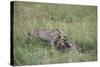 Cheetah (Acinonyx Jubatus) Eating Prey, Masai Mara National Reserve, Kenya, East Africa, Africa-Angelo Cavalli-Stretched Canvas