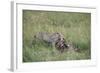 Cheetah (Acinonyx Jubatus) Eating Prey, Masai Mara National Reserve, Kenya, East Africa, Africa-Angelo Cavalli-Framed Photographic Print