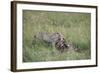 Cheetah (Acinonyx Jubatus) Eating Prey, Masai Mara National Reserve, Kenya, East Africa, Africa-Angelo Cavalli-Framed Photographic Print