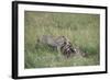 Cheetah (Acinonyx Jubatus) Eating Prey, Masai Mara National Reserve, Kenya, East Africa, Africa-Angelo Cavalli-Framed Photographic Print