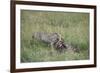 Cheetah (Acinonyx Jubatus) Eating Prey, Masai Mara National Reserve, Kenya, East Africa, Africa-Angelo Cavalli-Framed Photographic Print