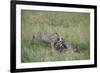 Cheetah (Acinonyx Jubatus) Eating Prey, Masai Mara National Reserve, Kenya, East Africa, Africa-Angelo Cavalli-Framed Photographic Print