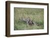 Cheetah (Acinonyx Jubatus) Eating Prey, Masai Mara National Reserve, Kenya, East Africa, Africa-Angelo Cavalli-Framed Photographic Print