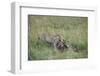 Cheetah (Acinonyx Jubatus) Eating Prey, Masai Mara National Reserve, Kenya, East Africa, Africa-Angelo Cavalli-Framed Photographic Print