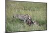 Cheetah (Acinonyx Jubatus) Eating Prey, Masai Mara National Reserve, Kenya, East Africa, Africa-Angelo Cavalli-Mounted Photographic Print